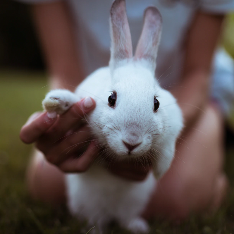 Cruelty-free products and vegan skincare : A cute rabbit that you don't want to see it hurt Cruelty-free products: A cute rabbit that you don't want to see it hurt